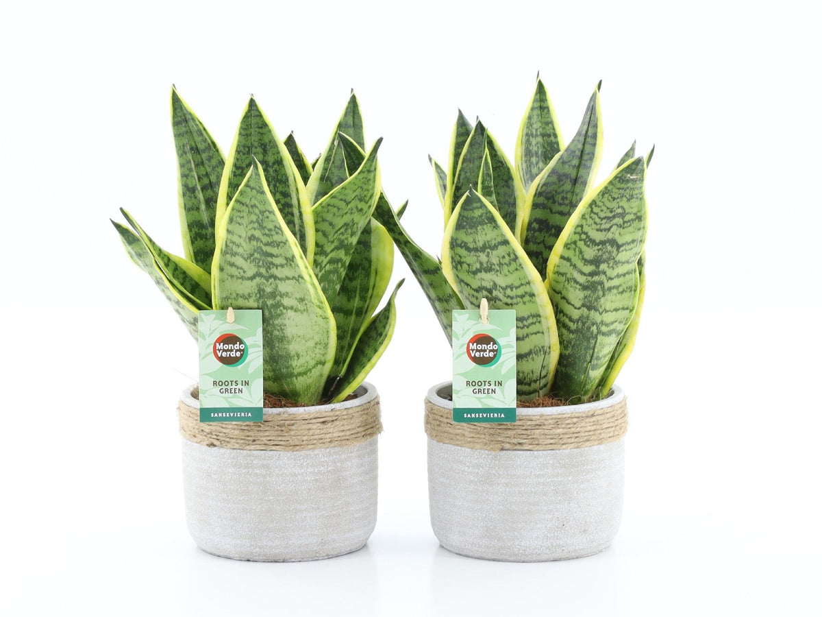 Sansevieria Futura Superba 35cm 13cm Pot