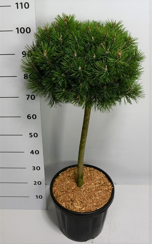 Pinus mugo Mops 120cm 38cm Pot