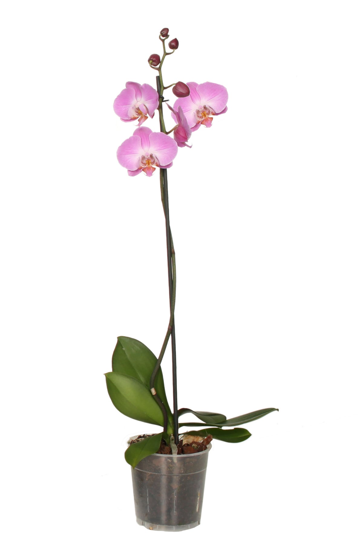 Phalaenopsis pink 60cm 12cm Pot