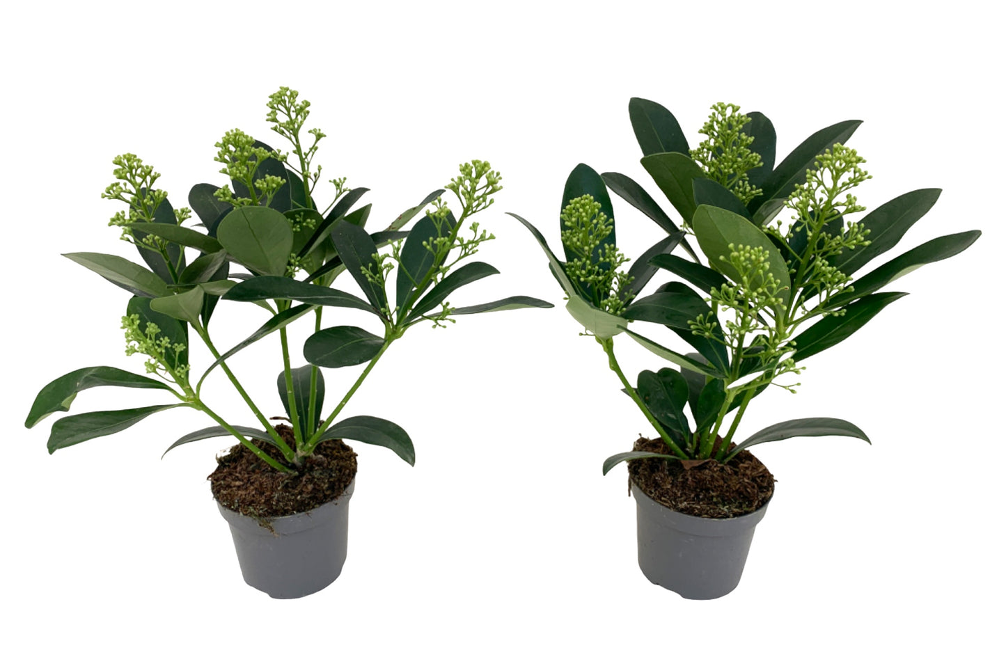 Skimmia japonica Finchy 25cm 9cm Pot