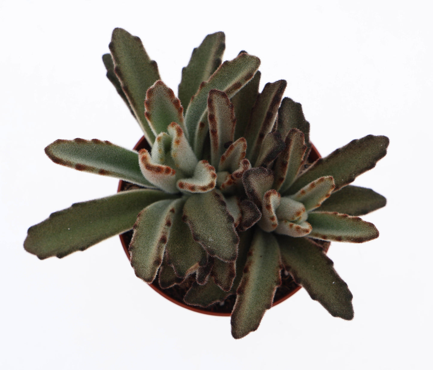 Kalanchoe hybrid 15cm Special Pot (508)