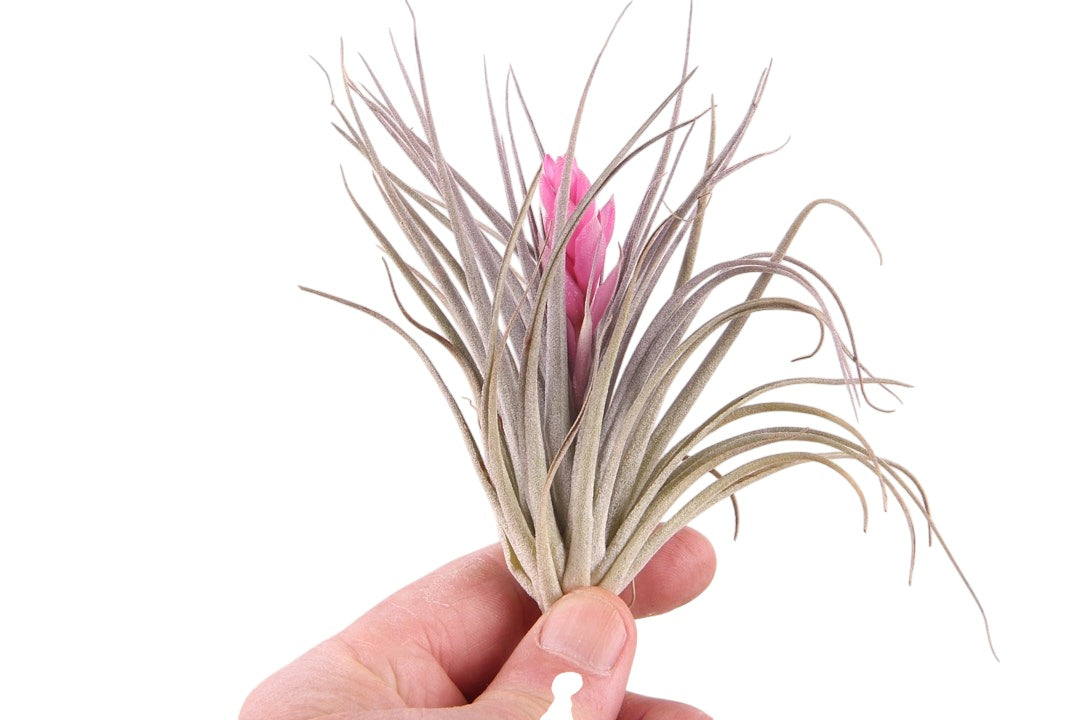 Tillandsia Cotton Candy 10cm 999cm Pot