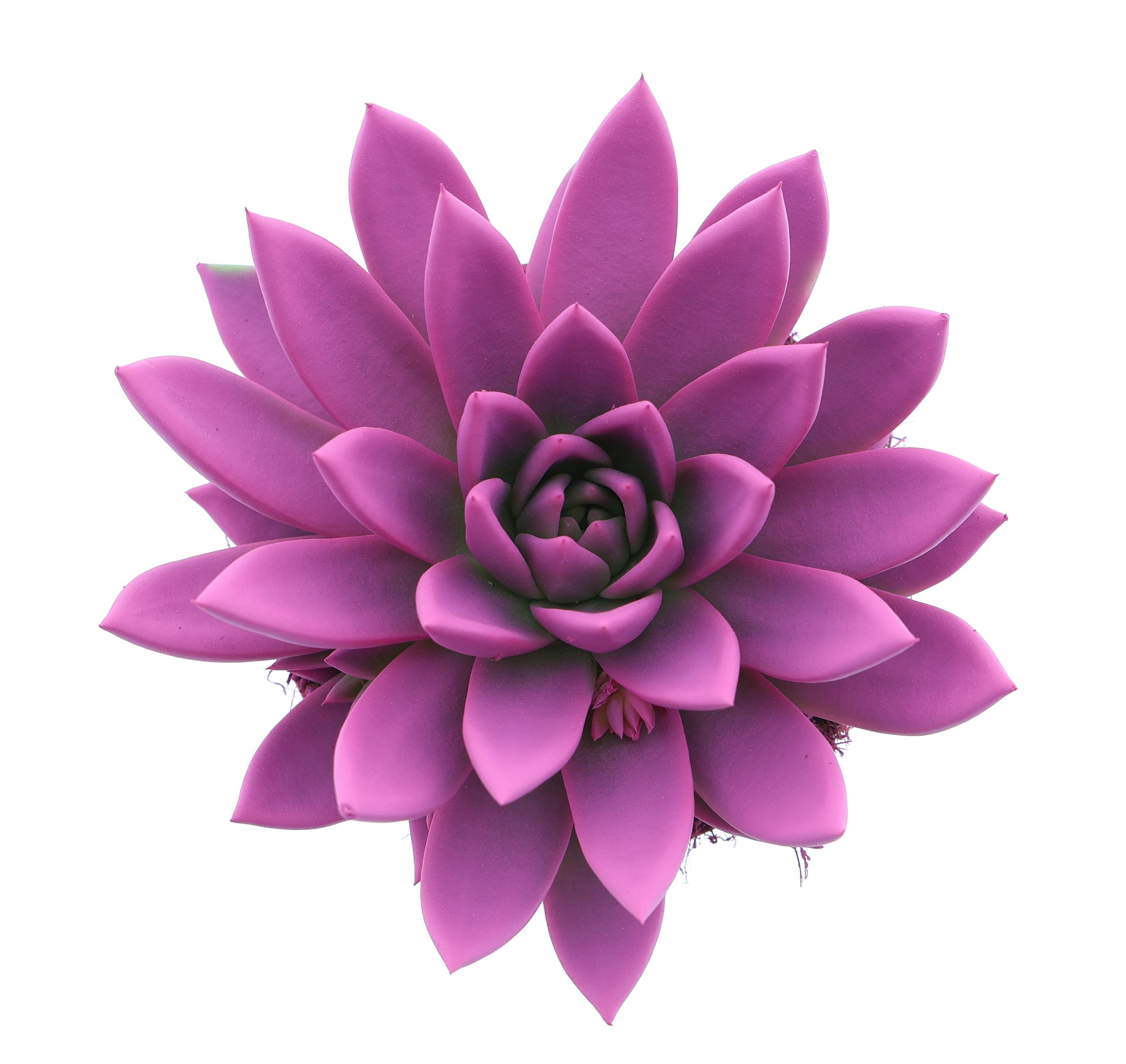 Euro Cactus Holland Bv Rainbow cerise 246 Pack of 6