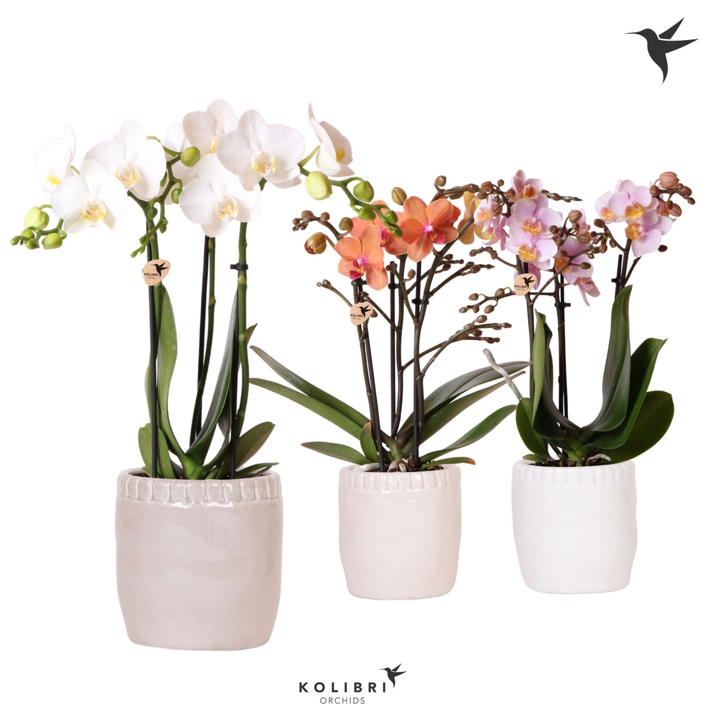 OK Plant Kolibri Orchids Phalaenopsis mix 3 spike in Stones pot mix Pack of 7