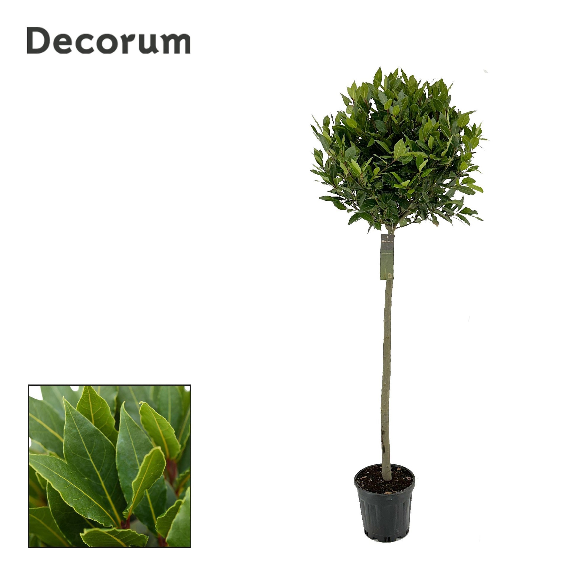 Laurus nobilis 170cm 25cm Pot