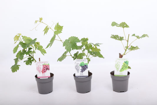 Vitis vinifera (White Grape) 25cm 510cm Pot