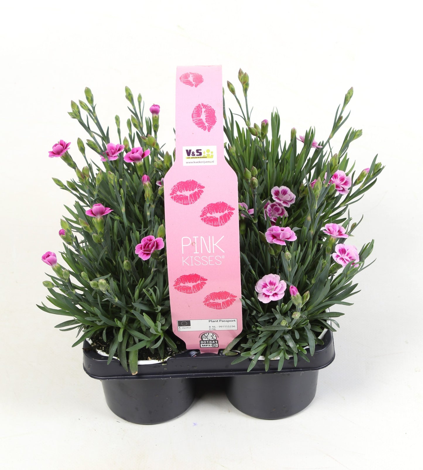 Dianthus Pink Kisses in 4-pack 15cm 9cm Pot