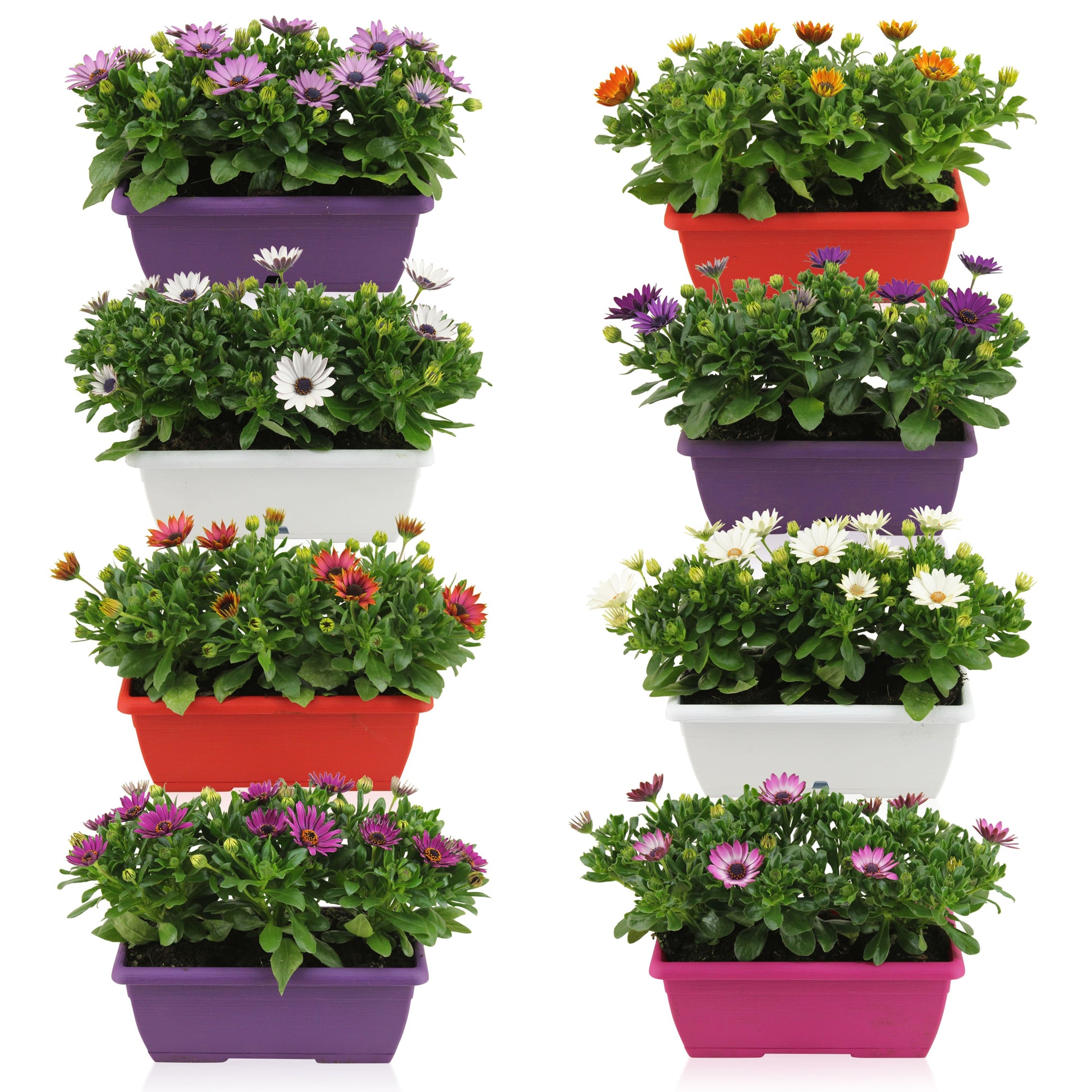 Osteospermum Margarita mix 25cm 25cm Pot