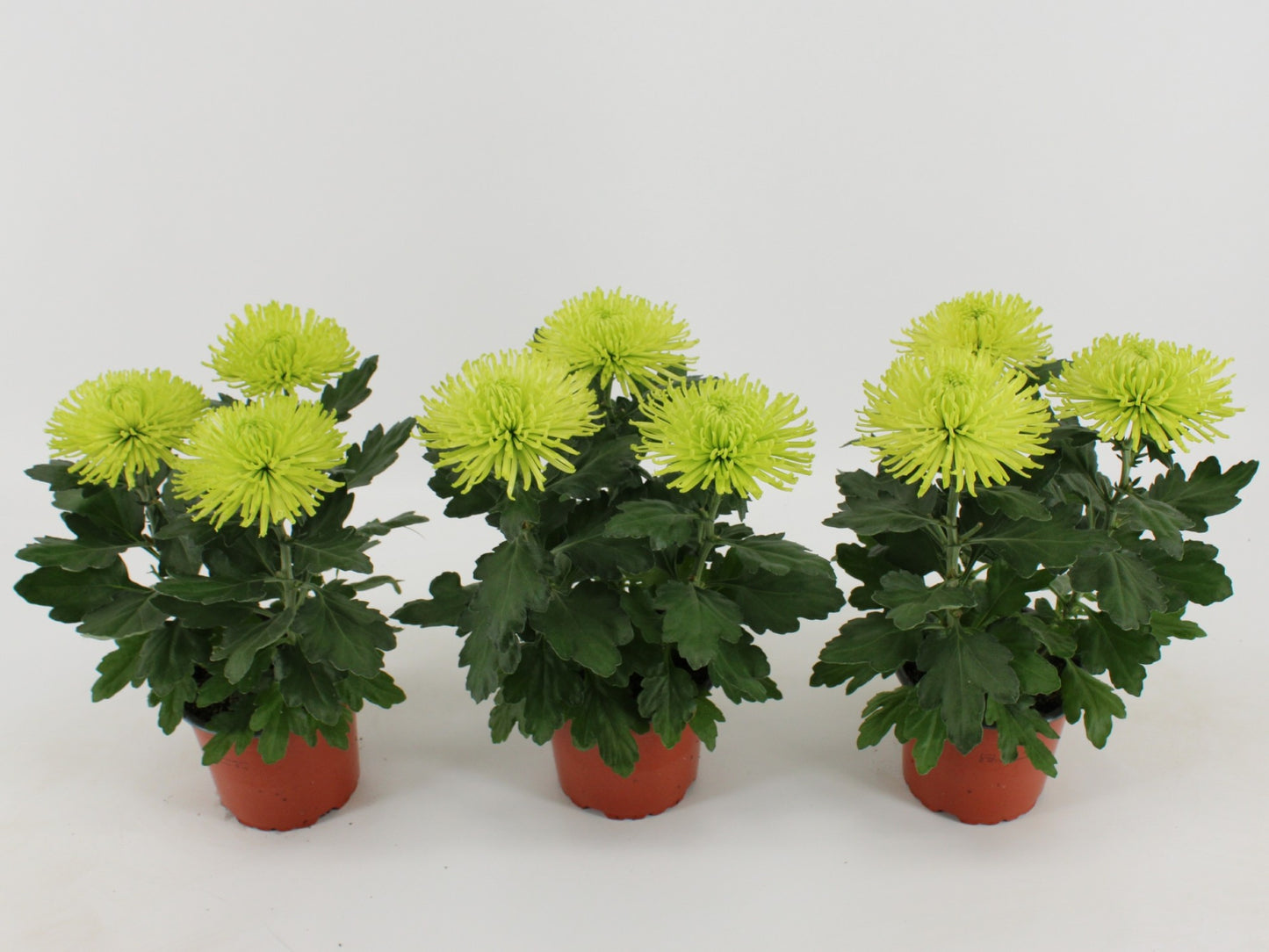 Kwintplant VOF Chrysanthemum Anastasia Dark Lime Pack of 10