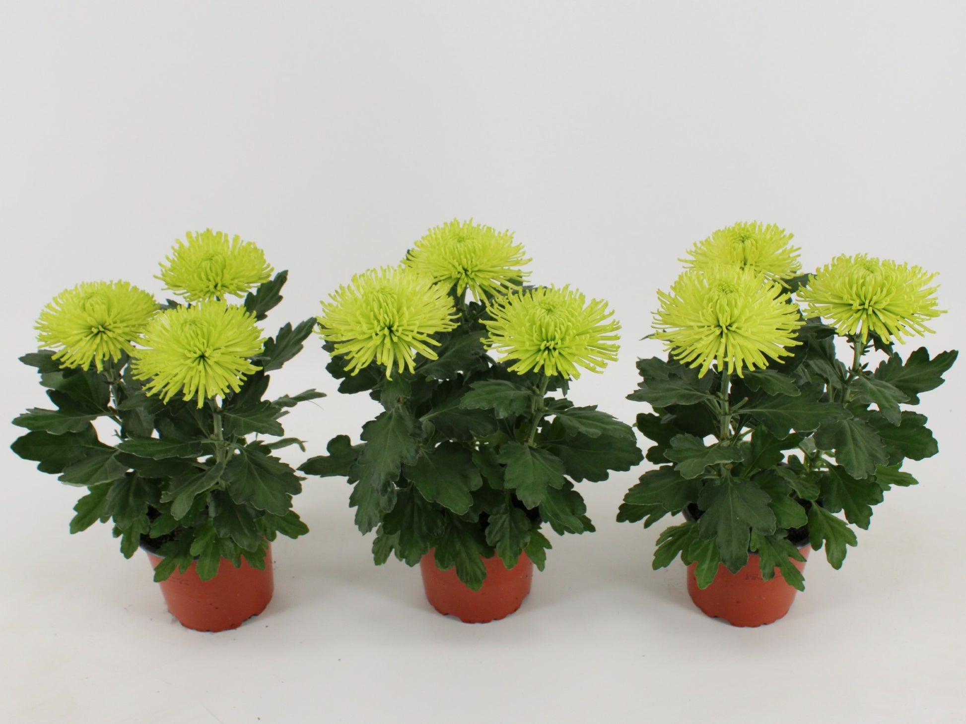 Kwintplant VOF Chrysanthemum Anastasia Dark Lime Pack of 10