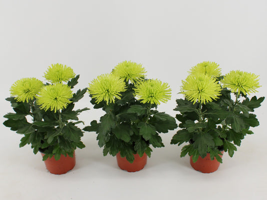 Kwintplant VOF Chrysanthemum Anastasia Dark Lime Pack of 10