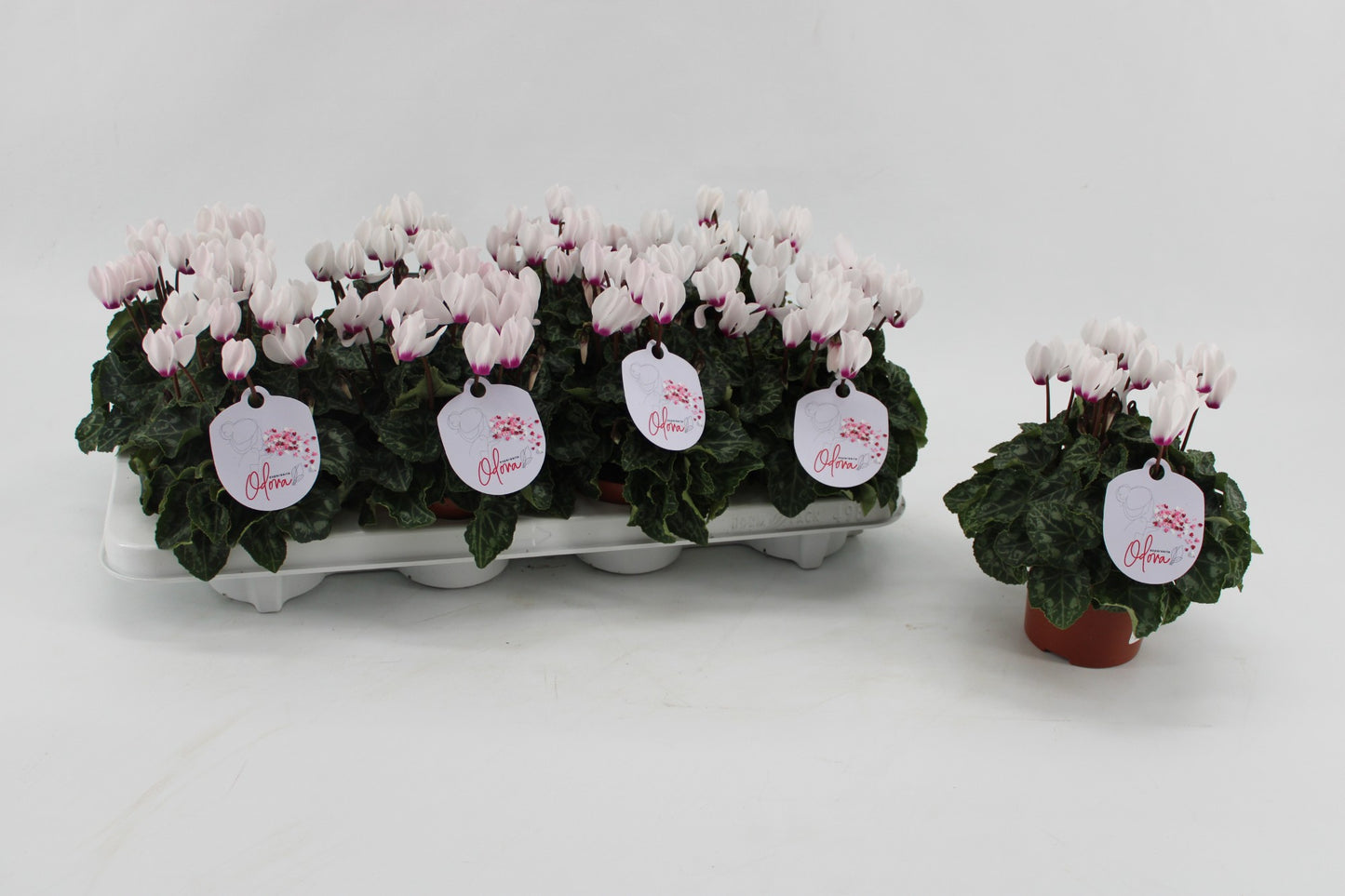 Cyclamen Odora White with Eye 25cm 10.5cm Pot