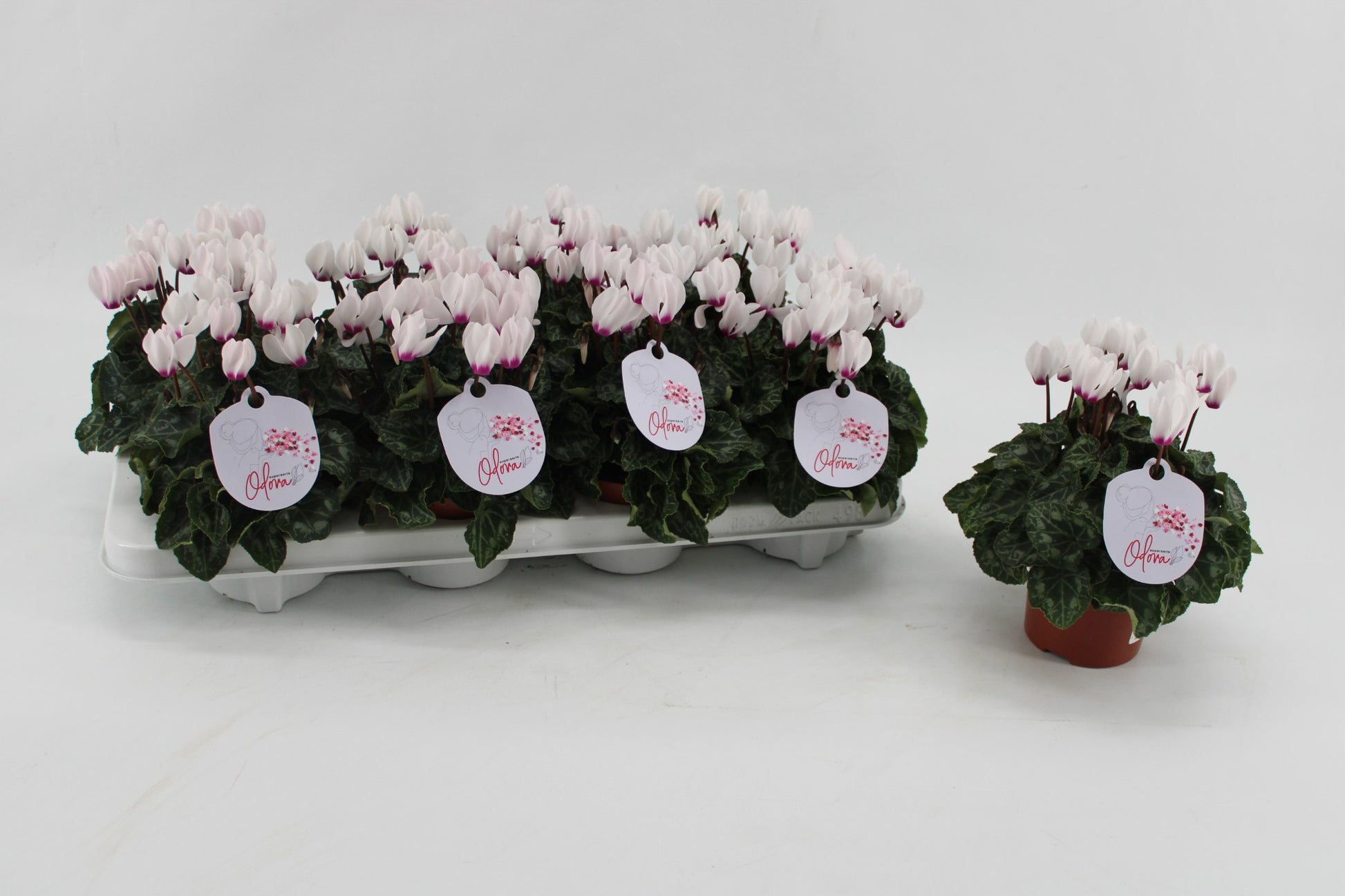 Cyclamen Odora White with Eye 25cm 10.5cm Pot