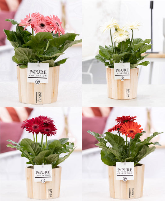 Gerbera mix 22cm 12cm Pot