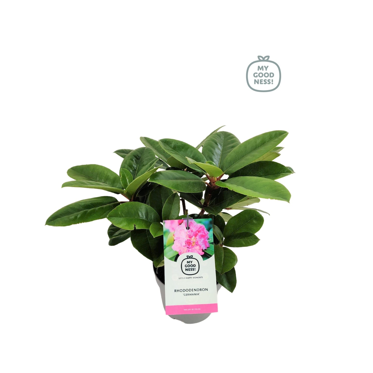 Leybaert BVBA Rhododendron Germania Pack of 1