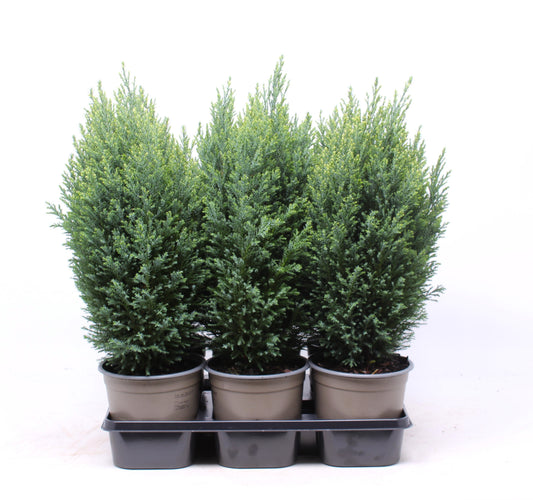 Chamaecyparis Snow White 30cm 15cm Pot
