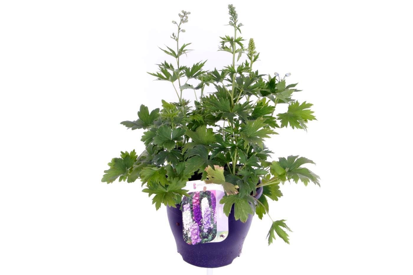 Delphinium mix 55cm 23cm Pot