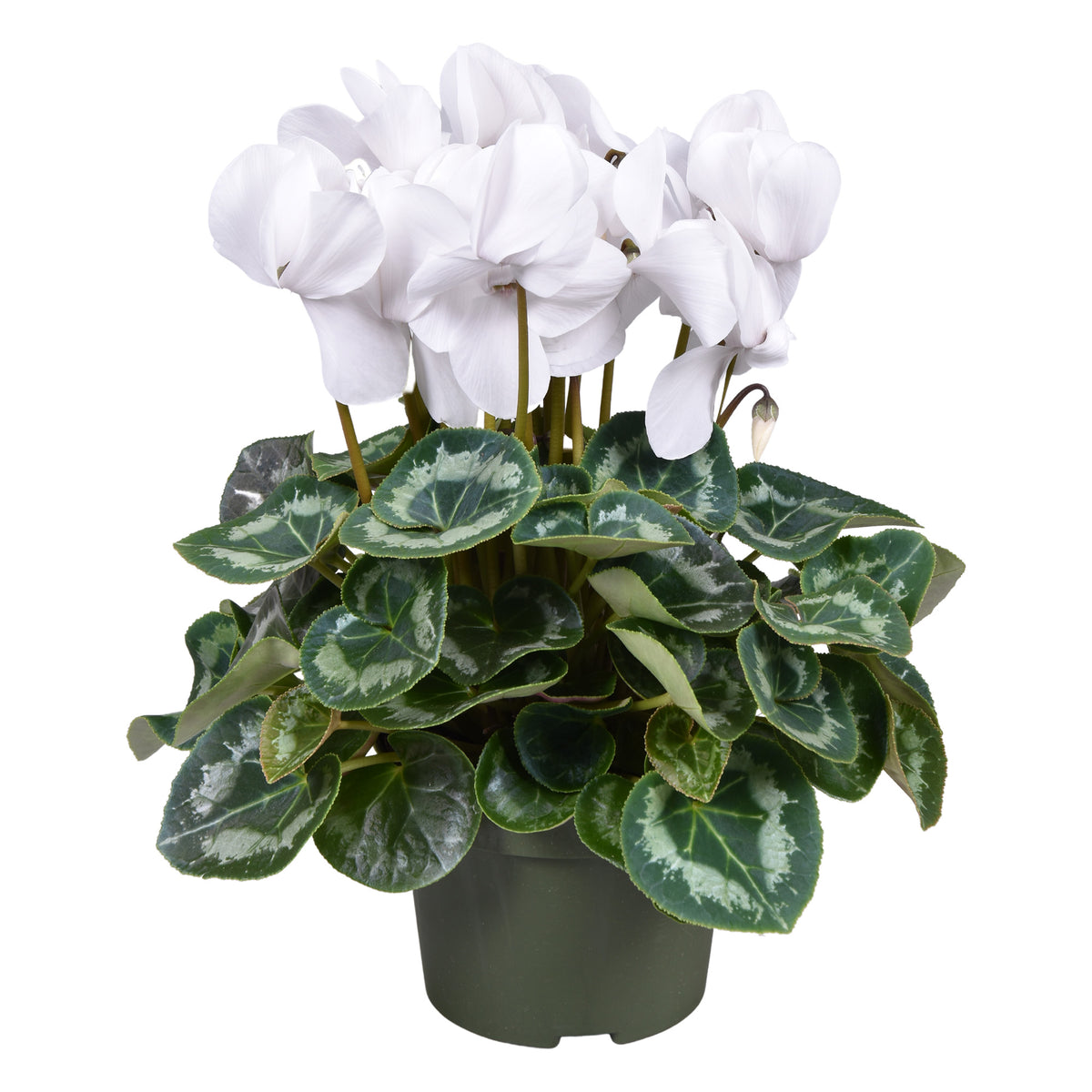 Cyclamen Leopardo white 30cm 13cm Pot