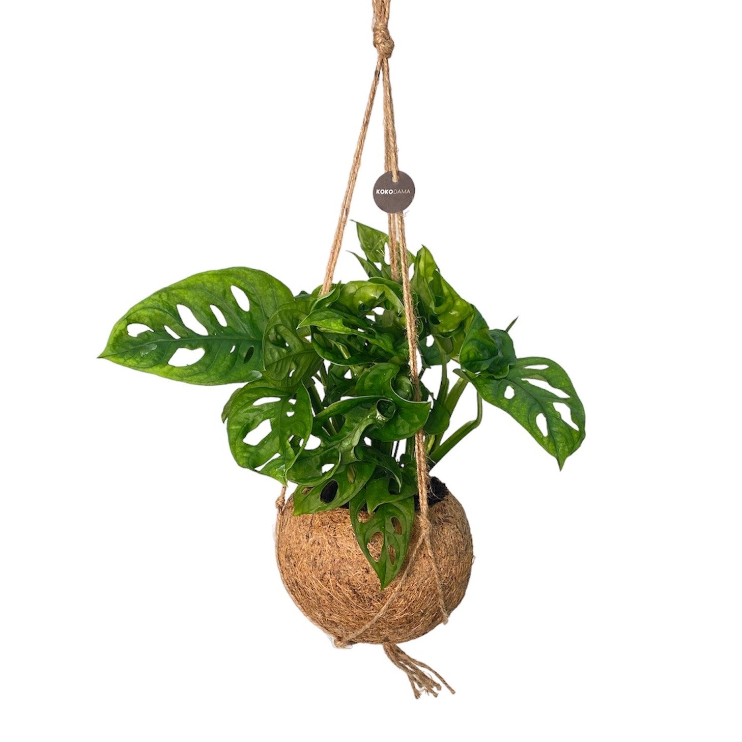 Kokoplant BV Kokodama Monstera Adansonii Monkey Leaf Pack of 3