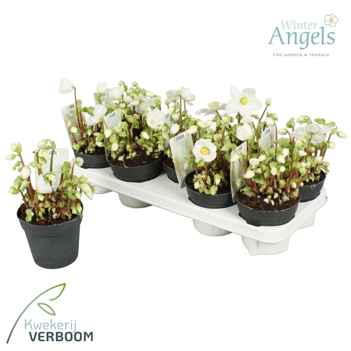 Helleborus niger Verboom Beauty 15cm 12cm Pot