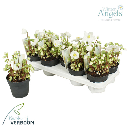 Helleborus niger Verboom Beauty 15cm 12cm Pot