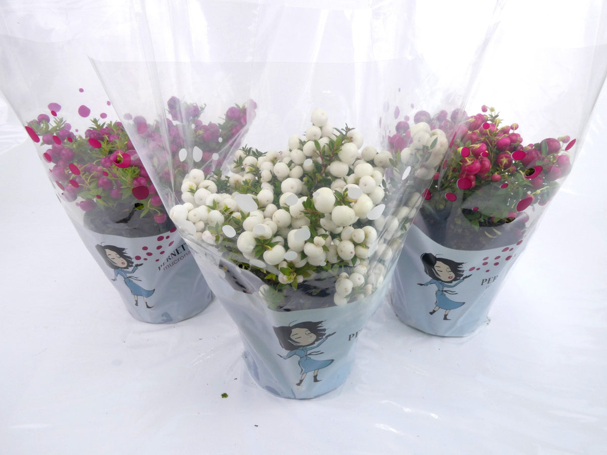 Gaultheria mucronata 25cm 14cm Pot