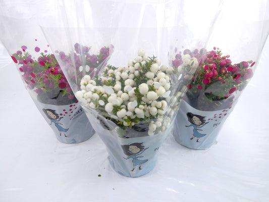 Gaultheria mucronata 25cm 14cm Pot