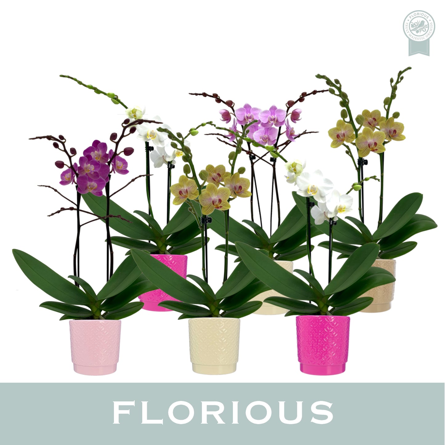 Phalaenopsis mix 40cm 9cm Pot