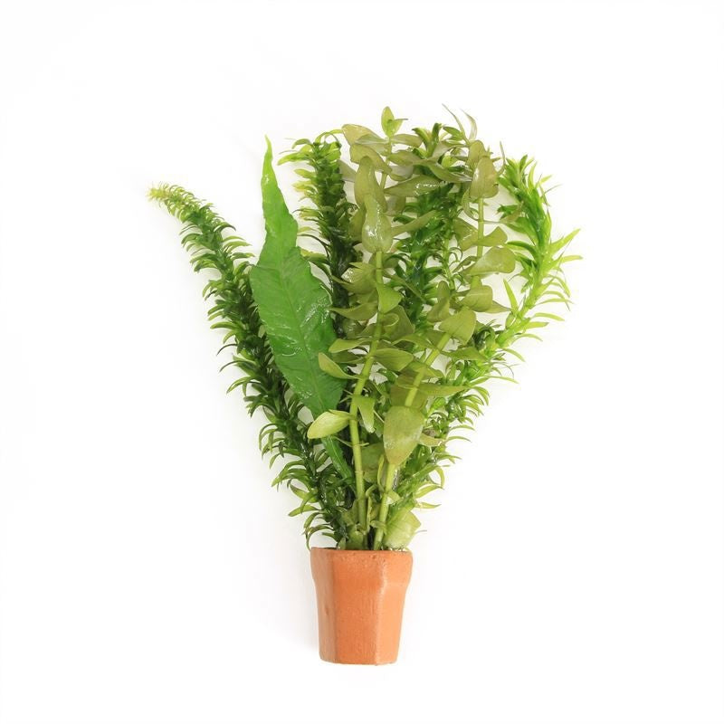 Egeria densa 5cm 2cm Pot
