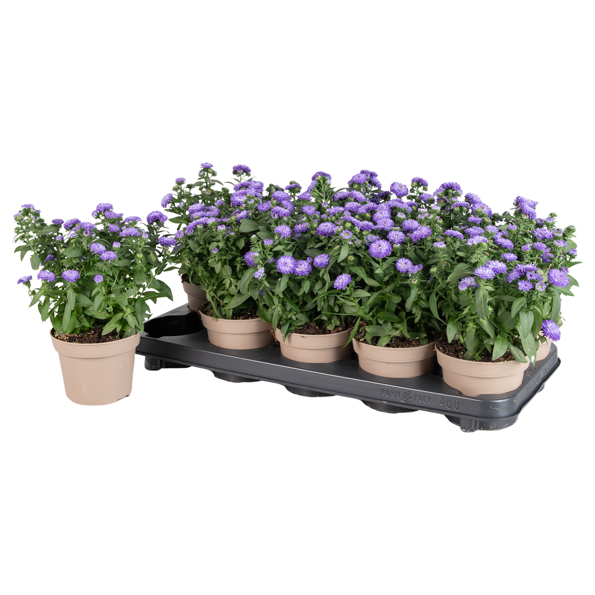 Aster nb. Showmakers Blue Bayou 28cm 12cm Pot