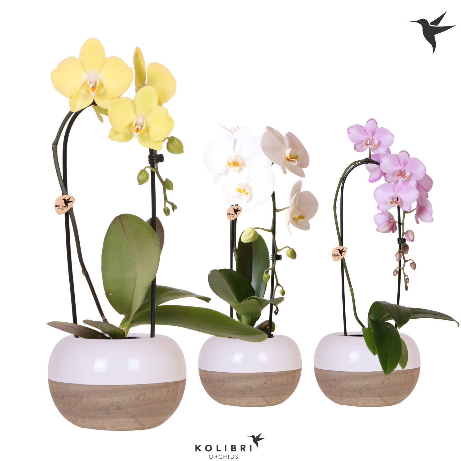 Phalaenopsis Elegant cascade 50cm 12cm Pot