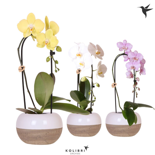 Phalaenopsis Elegant cascade 50cm 12cm Pot