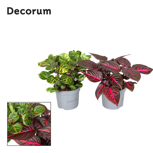 Iresine herbstii 20cm 13cm Pot