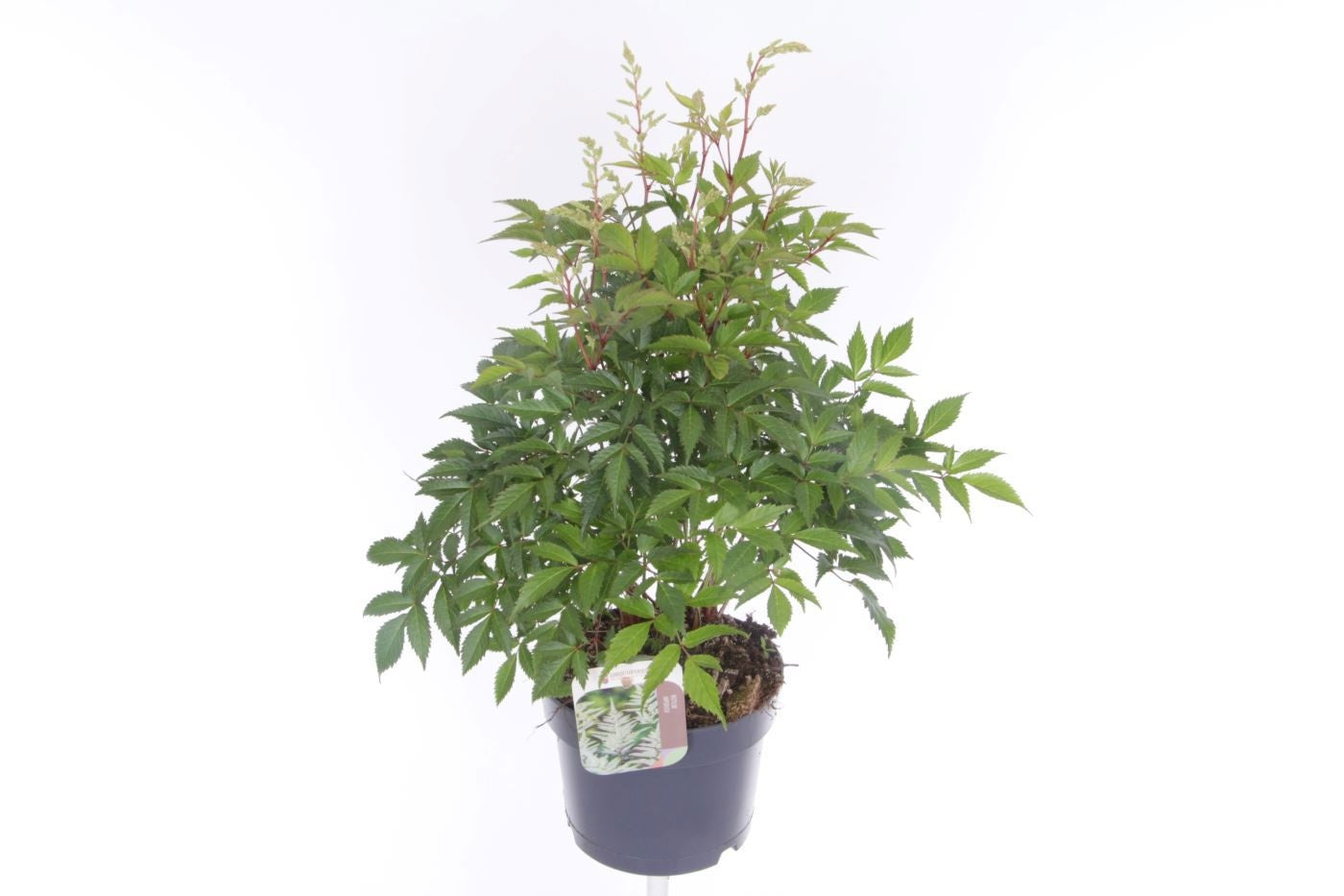 Astilbe jap. Deutschland 55cm 17cm Pot