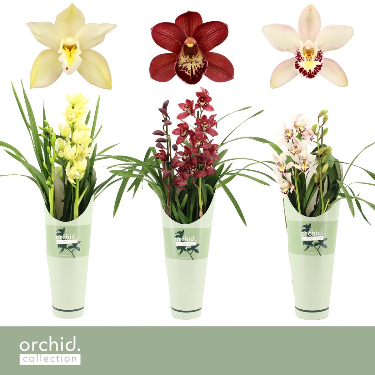 Cymbidium mix potcover 65cm 14cm Pot