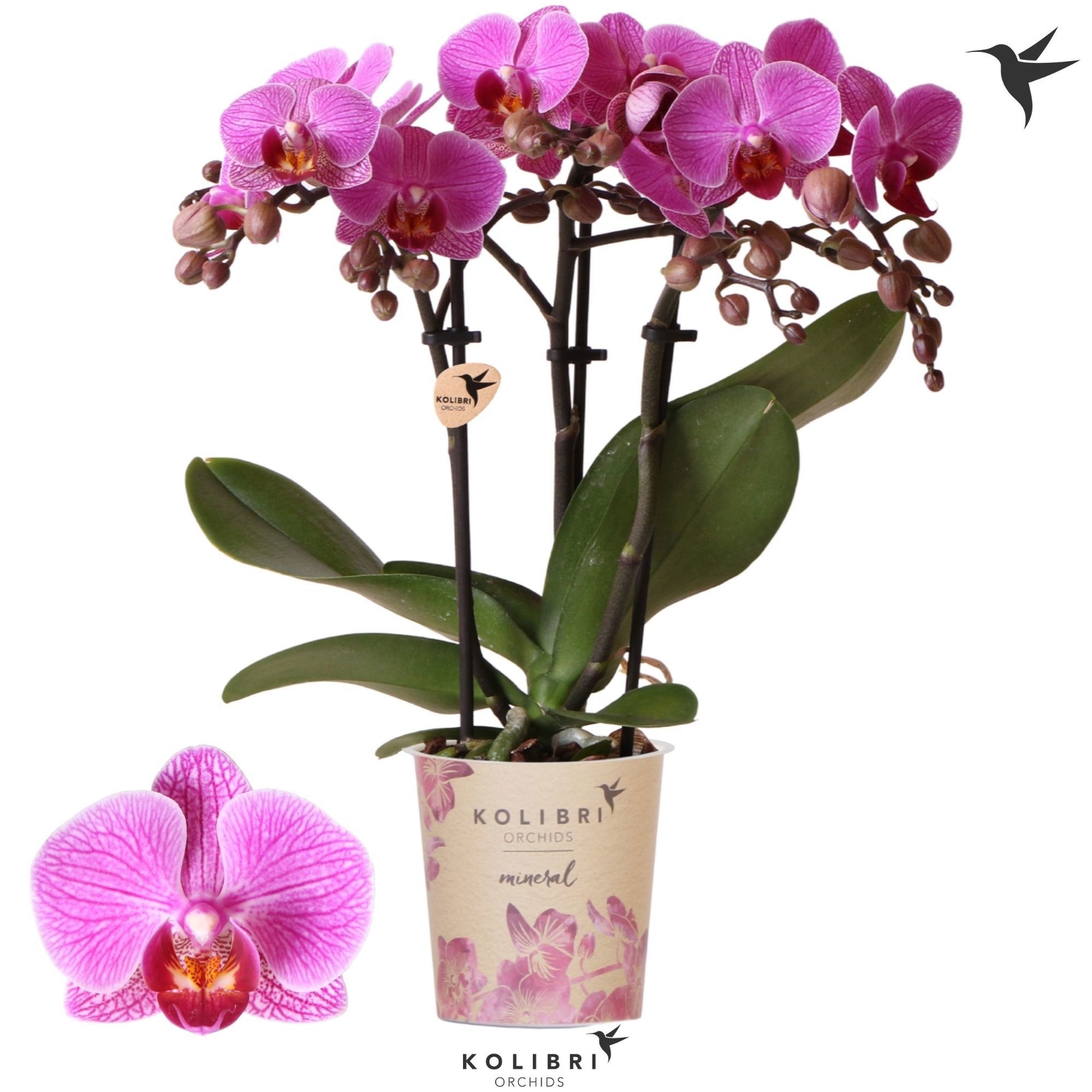 Phalaenopsis mf. Hamburg 40cm 9cm Pot