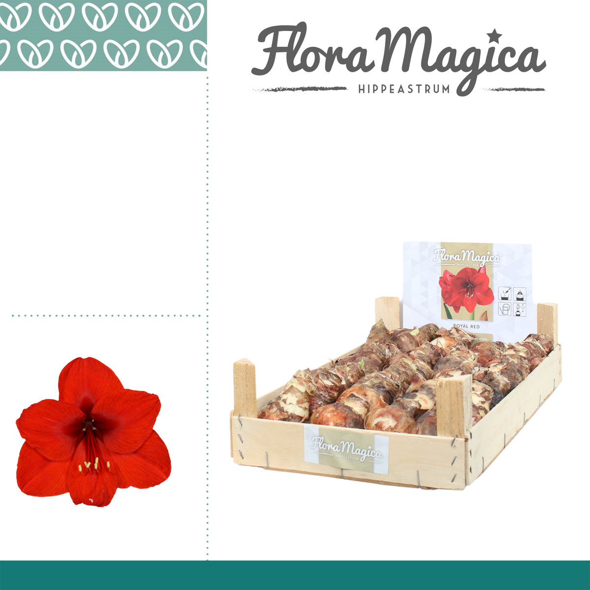 Hippeastrum (dry bulb)