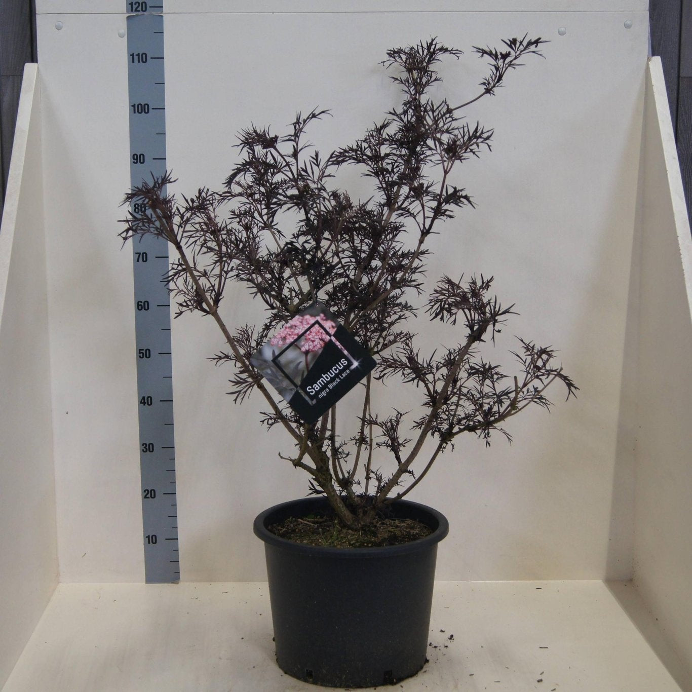 Sambucus nigra Black Lace 100cm 40cm Pot