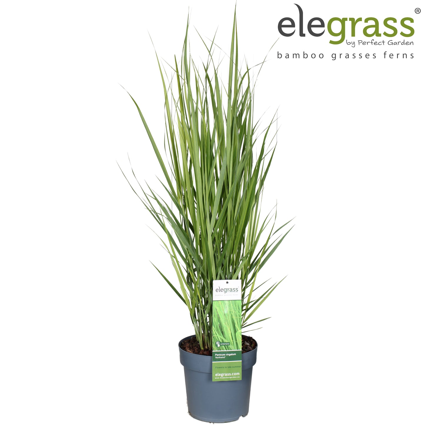 Panicum virgatum 100cm 23cm Pot