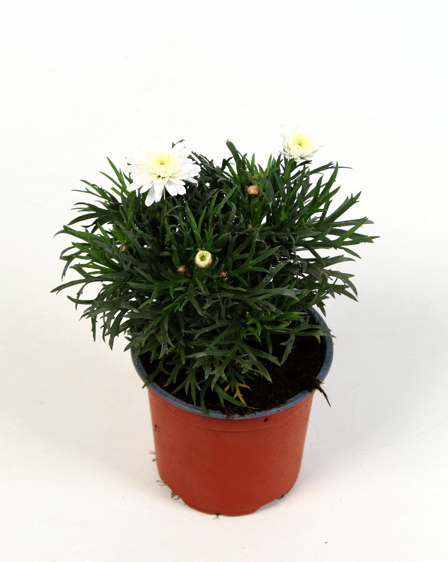 Argyranthemum frutescens 17cm 510cm Pot