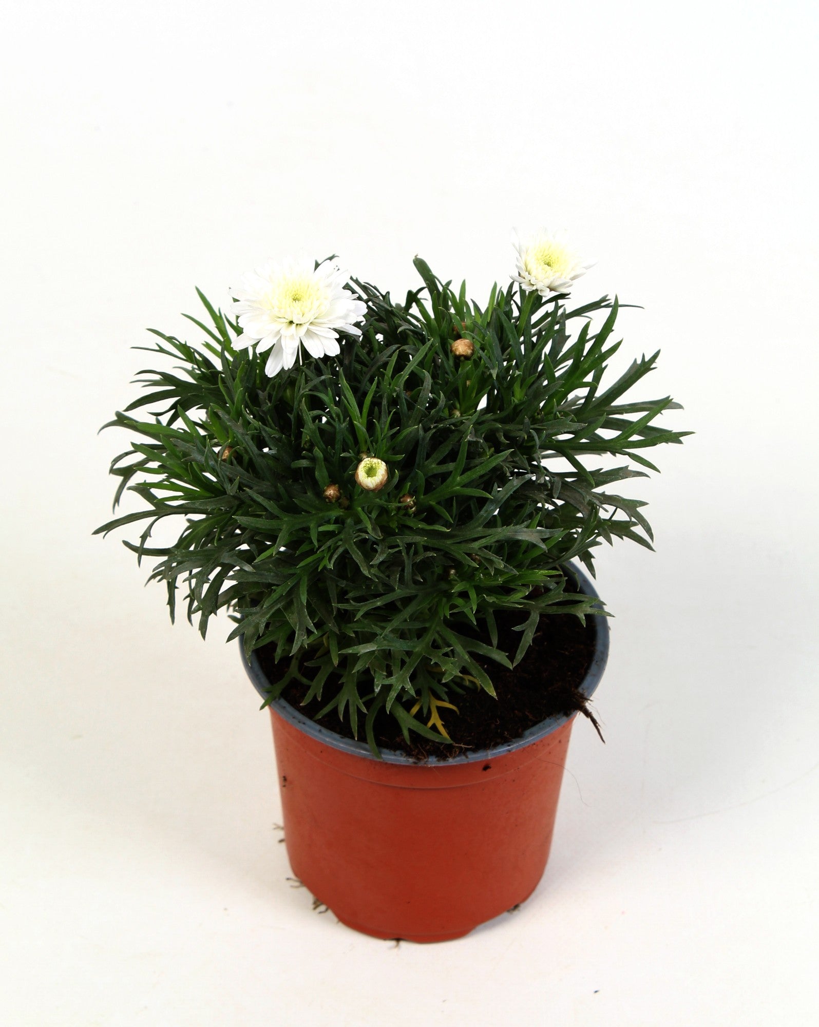 Argyranthemum frutescens 17cm 510cm Pot