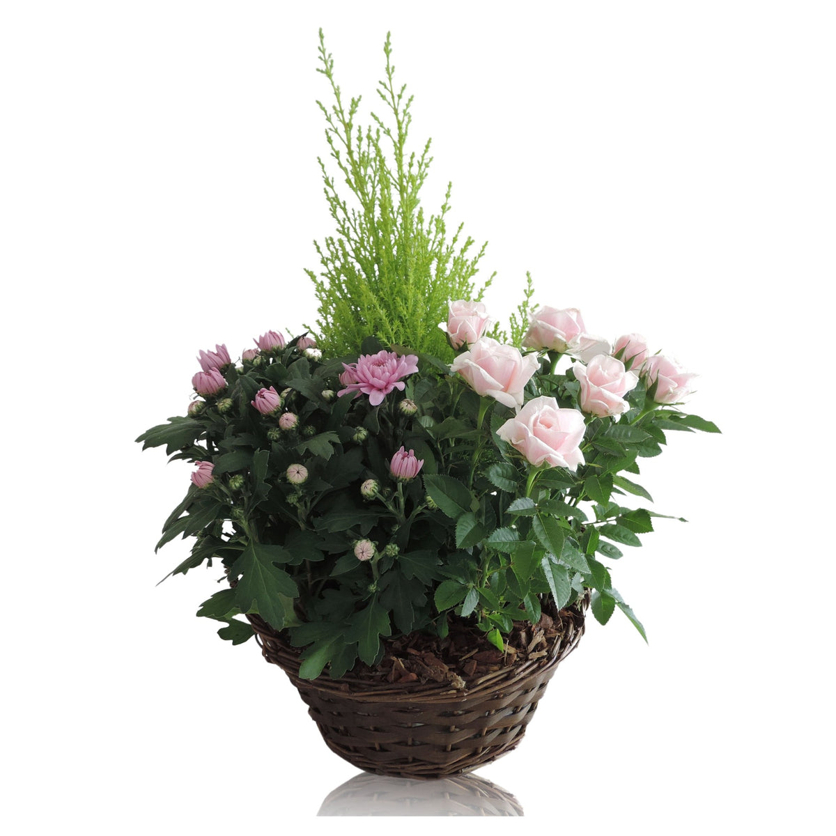 Outdoor arrangement 55cm 25cm Pot