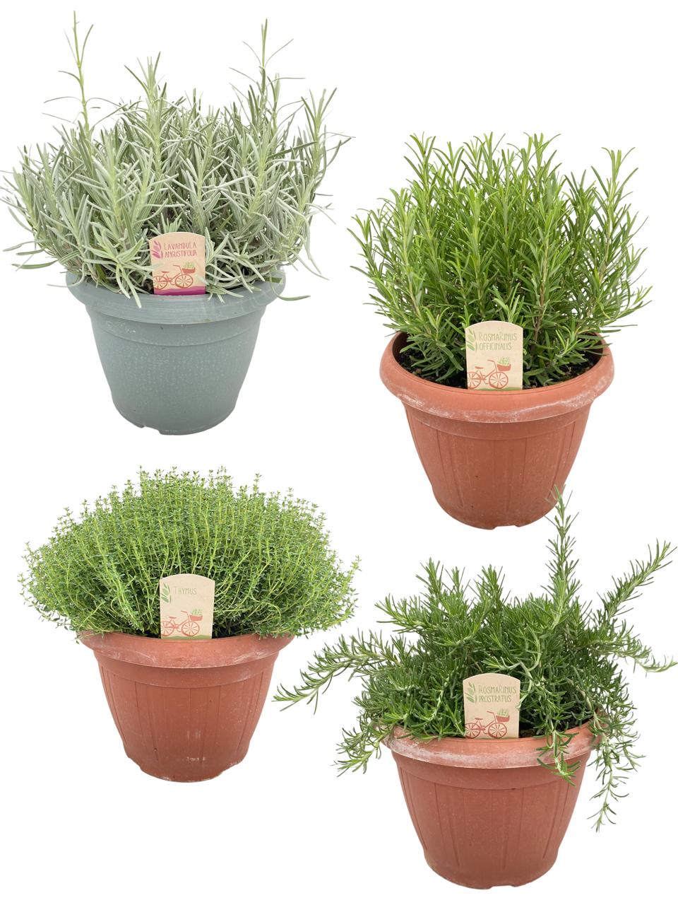 Garden Herbs mix 45cm 25cm Pot