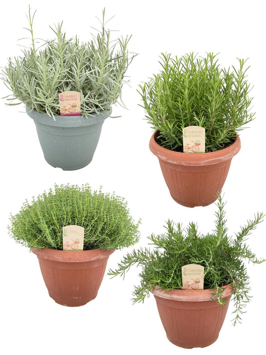 Garden Herbs mix 45cm 25cm Pot