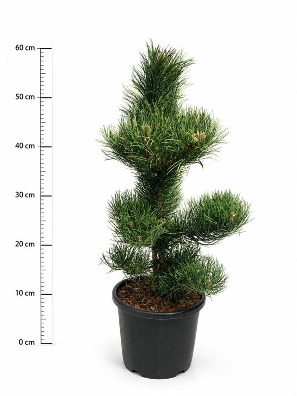 Pinus nigra Oregon Green 100cm 32cm Pot