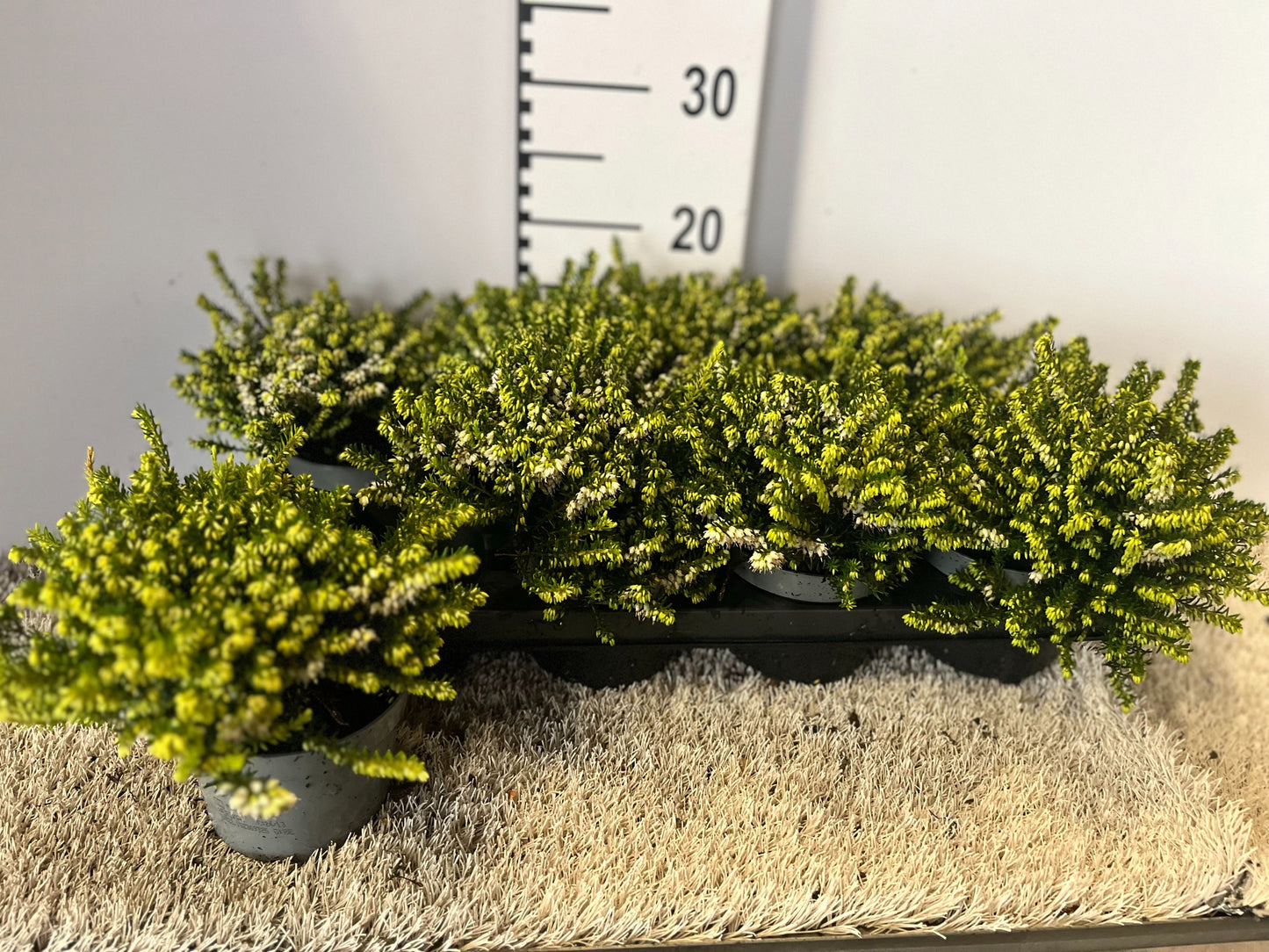 Erica White Perfection 38cm 12cm Pot