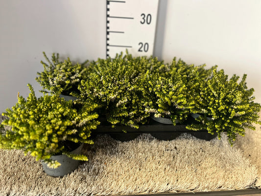 Erica White Perfection 38cm 12cm Pot