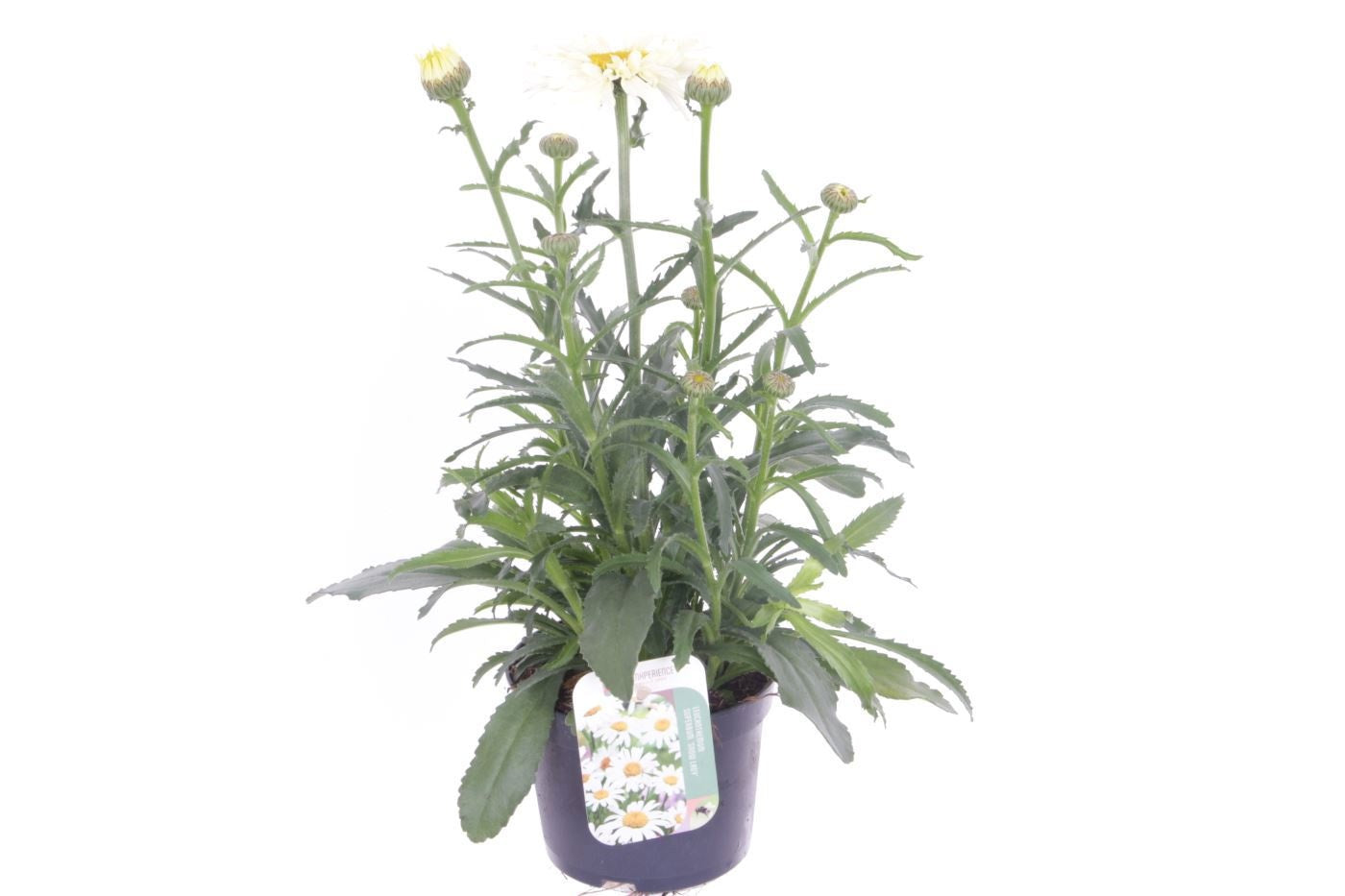 Leucanthemum Banana Cream 40cm 13cm Pot