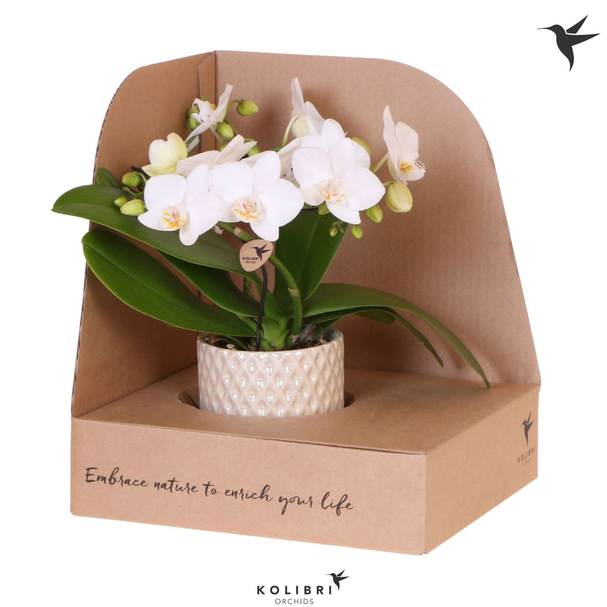 Phalaenopsis multiflora white 30cm 9cm Pot