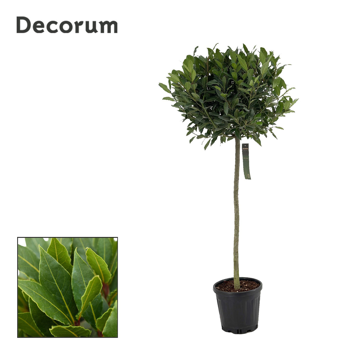 Laurus nobilis 130cm 25cm Pot